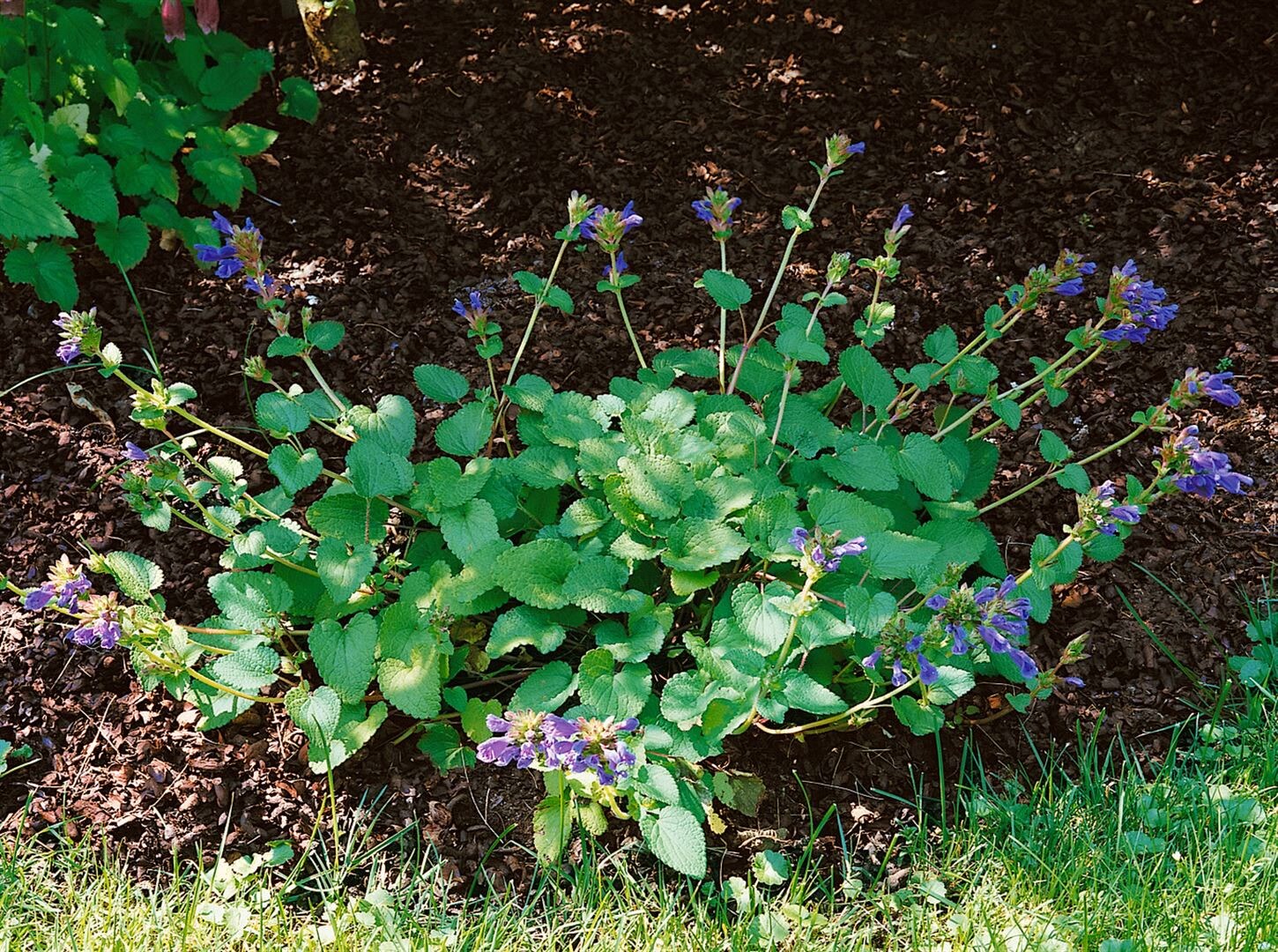 Dracocephalum rupestre, Drachenkopf, ca. 9×9 cm Topf | 04063654293897