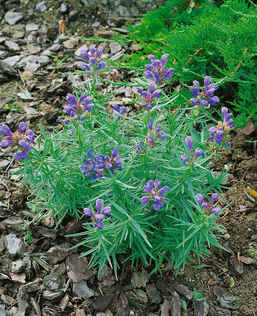 Dracocephalum ruyschiana, Drachenkopf, ca. 9x9 cm Topf, aromatisch - Bild 1