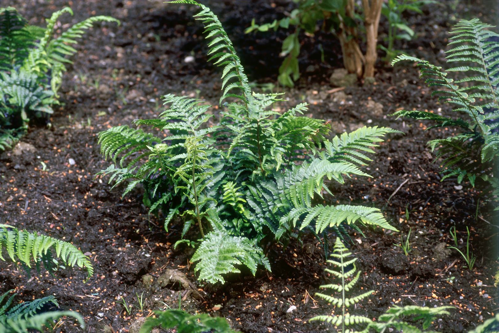 Dryopteris affinis 'Crispa', Farn, ca. 9x9 cm Topf - Bild 1