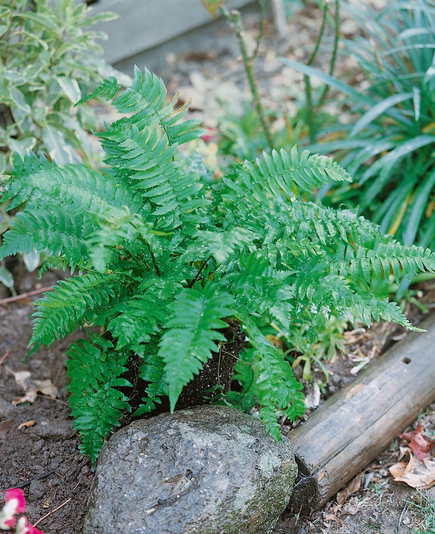 Dryopteris atrata, Farn, ca. 9x9 cm Topf - Bild 1