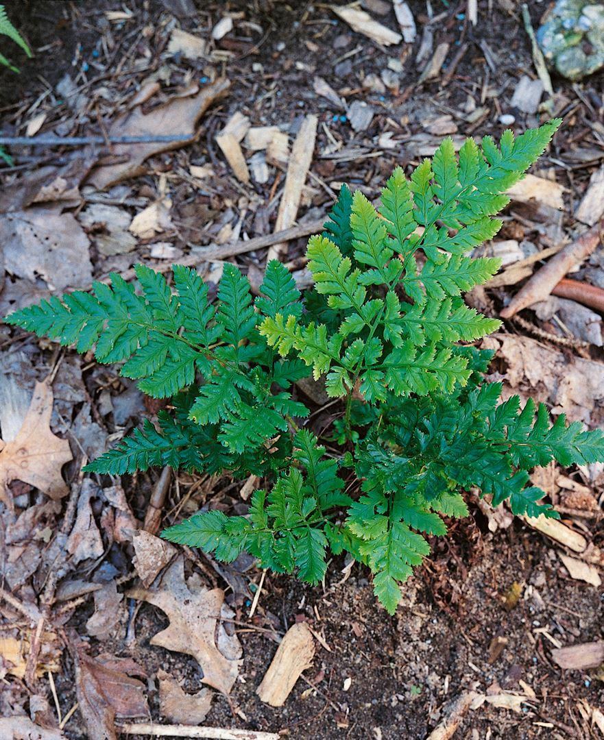 Dryopteris dilatata, Breitblatt-Farn, ca. 9x9 cm Topf - Bild 1
