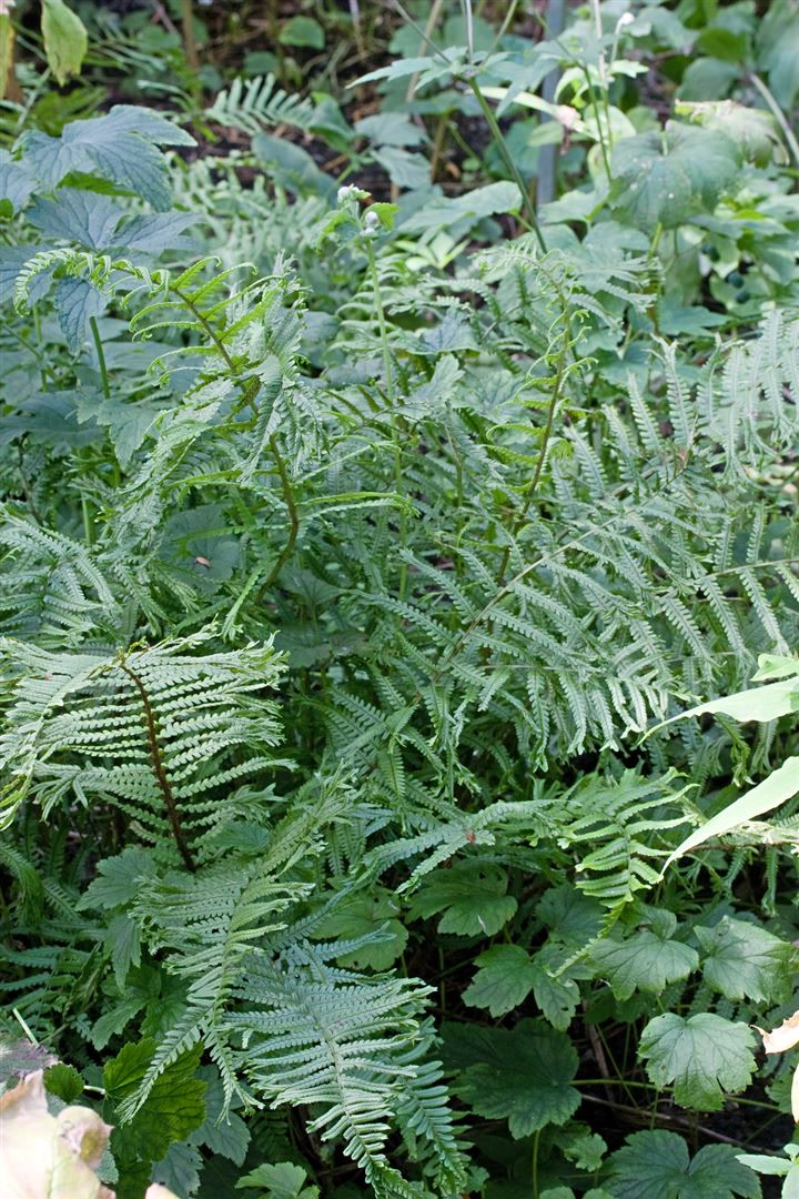 Dryopteris filix-mas 'Linear.Polydactylon', Farn, ca. 9x9 cm Topf - Bild 1
