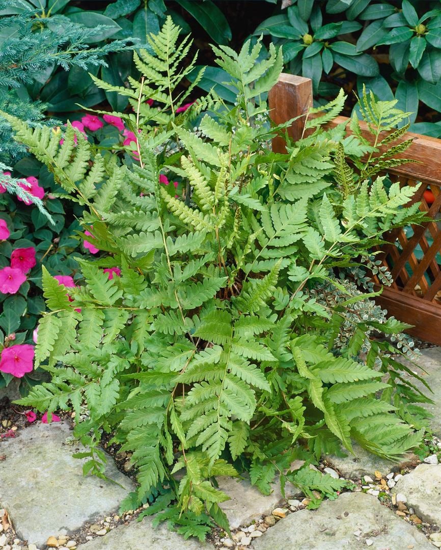 Dryopteris goldiana, Goldschuppenfarn, ca. 9x9 cm Topf - Bild 1