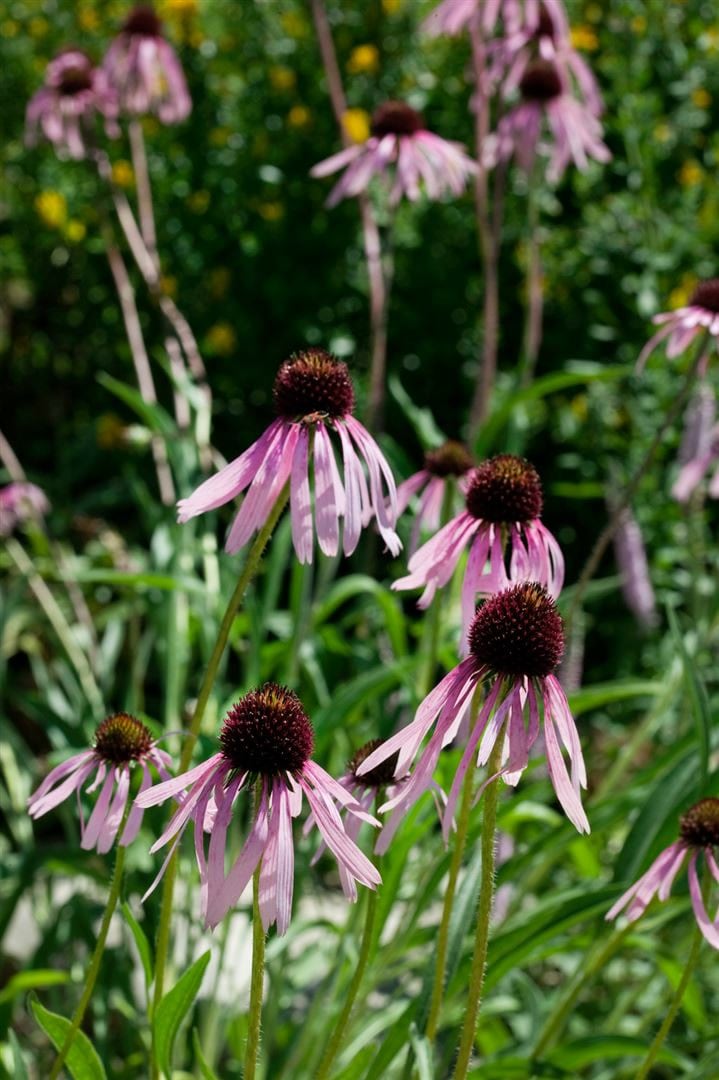 Echinacea pallida, blassrosa, ca. 9x9 cm Topf - Bild 1