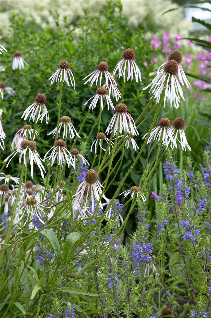 Echinacea pallida 'Hula Dancer', blassrosa, ca. 9x9 cm Topf - Bild 1