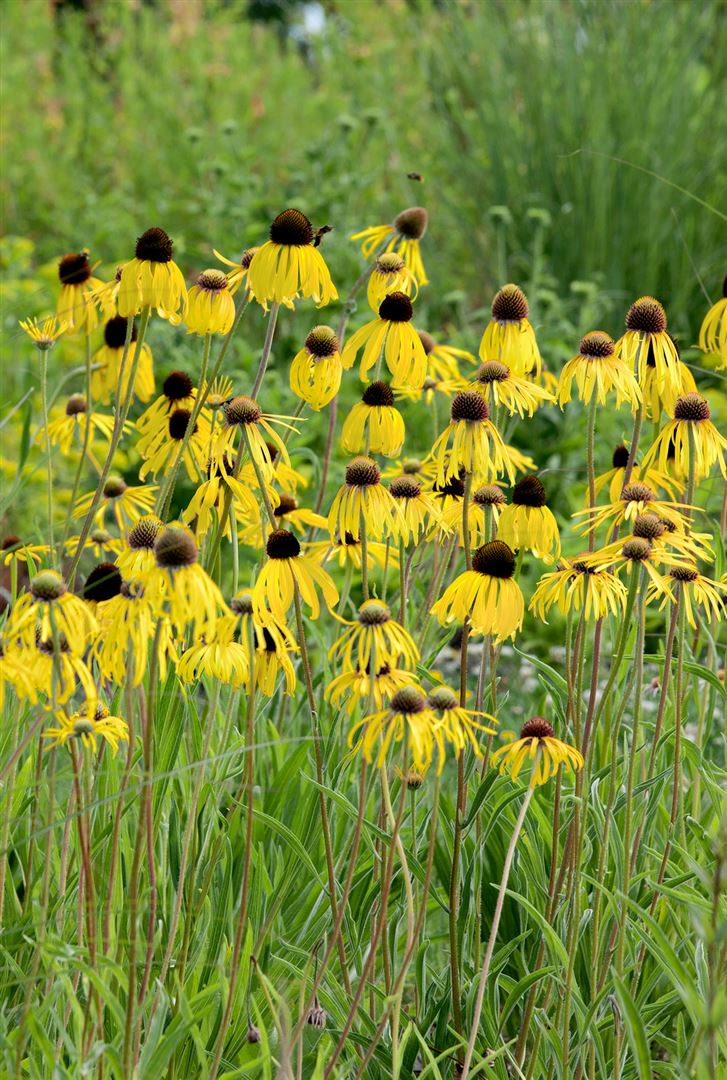 Echinacea paradoxa, Gelber Sonnenhut, ca. 9x9 cm Topf - Bild 1