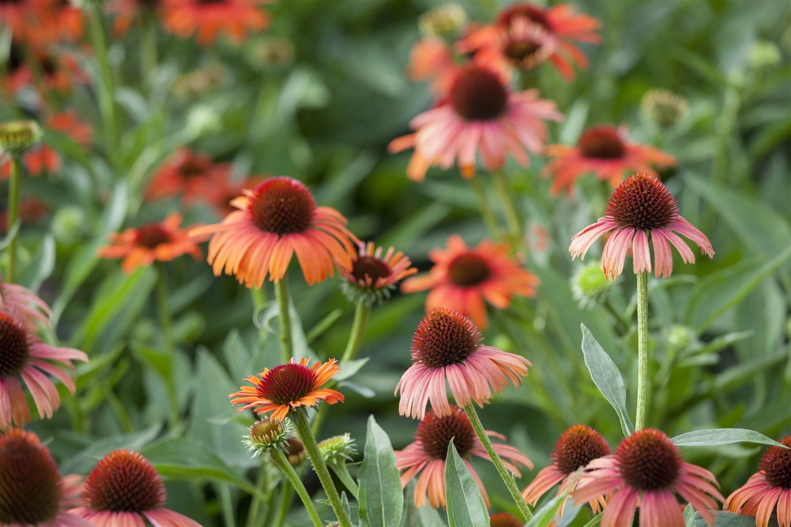 Echinacea purpurea, Sonnenhut, rosa, ca. 9x9 cm Topf - Bild 1