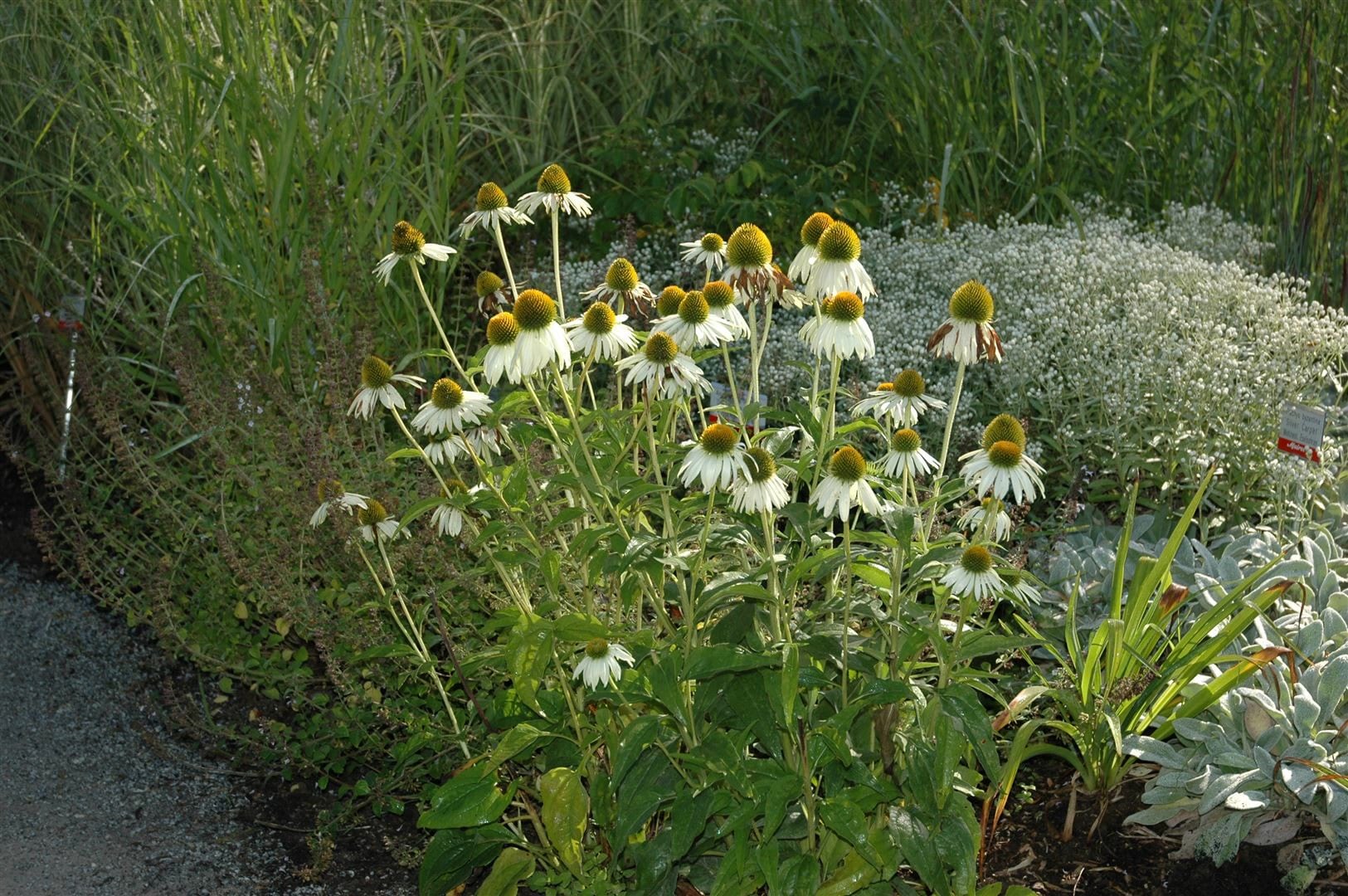 Echinacea purpurea 'Alba', wei&szlig;, ca. 9x9 cm Topf - Bild 1