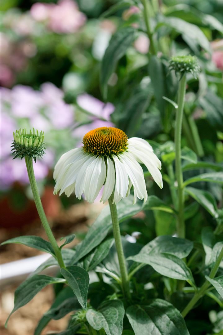 Echinacea purpurea 'Baby Swan White', wei&szlig;, ca. 9x9 cm Topf - Bild 1