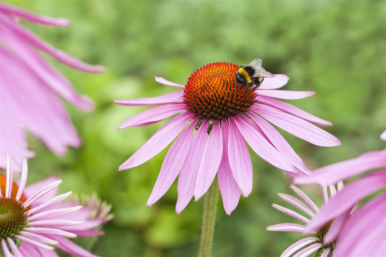Echinacea purpurea 'Magnus', Sonnenhut, rosa, ca. 9x9 cm Topf - Bild 1