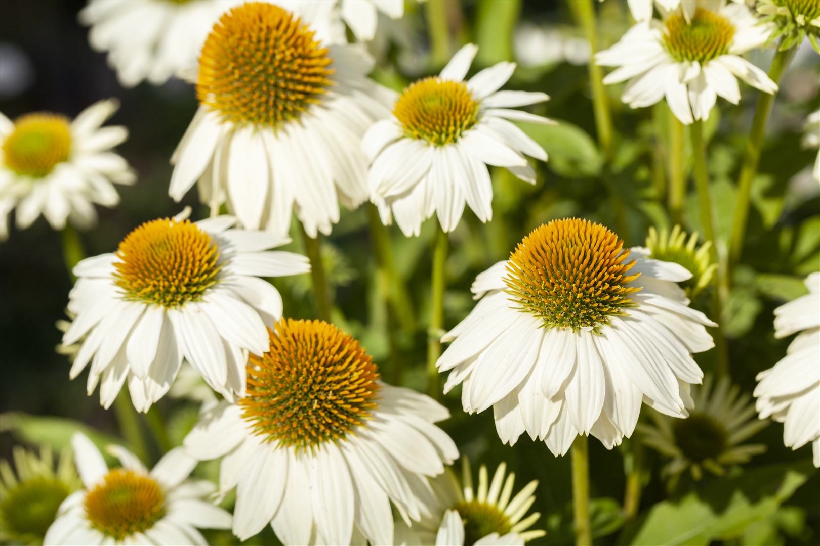 Echinacea purpurea 'PowWow White', wei&szlig;, ca. 9x9 cm Topf - Bild 1
