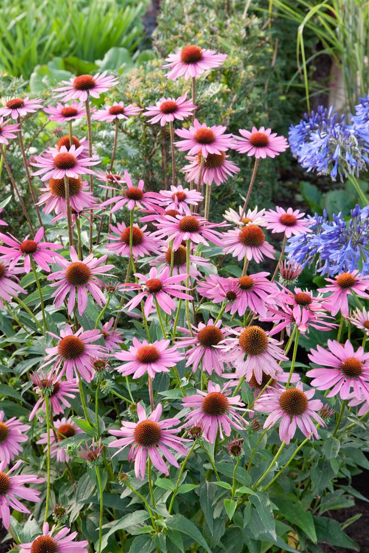 Echinacea purpurea 'Rubinstern', Sonnenhut, rubinrot, ca. 9x9 cm Topf - Bild 1