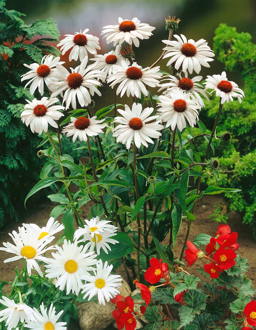Echinacea purpurea 'White Swan', wei&szlig;, ca. 9x9 cm Topf - Bild 1