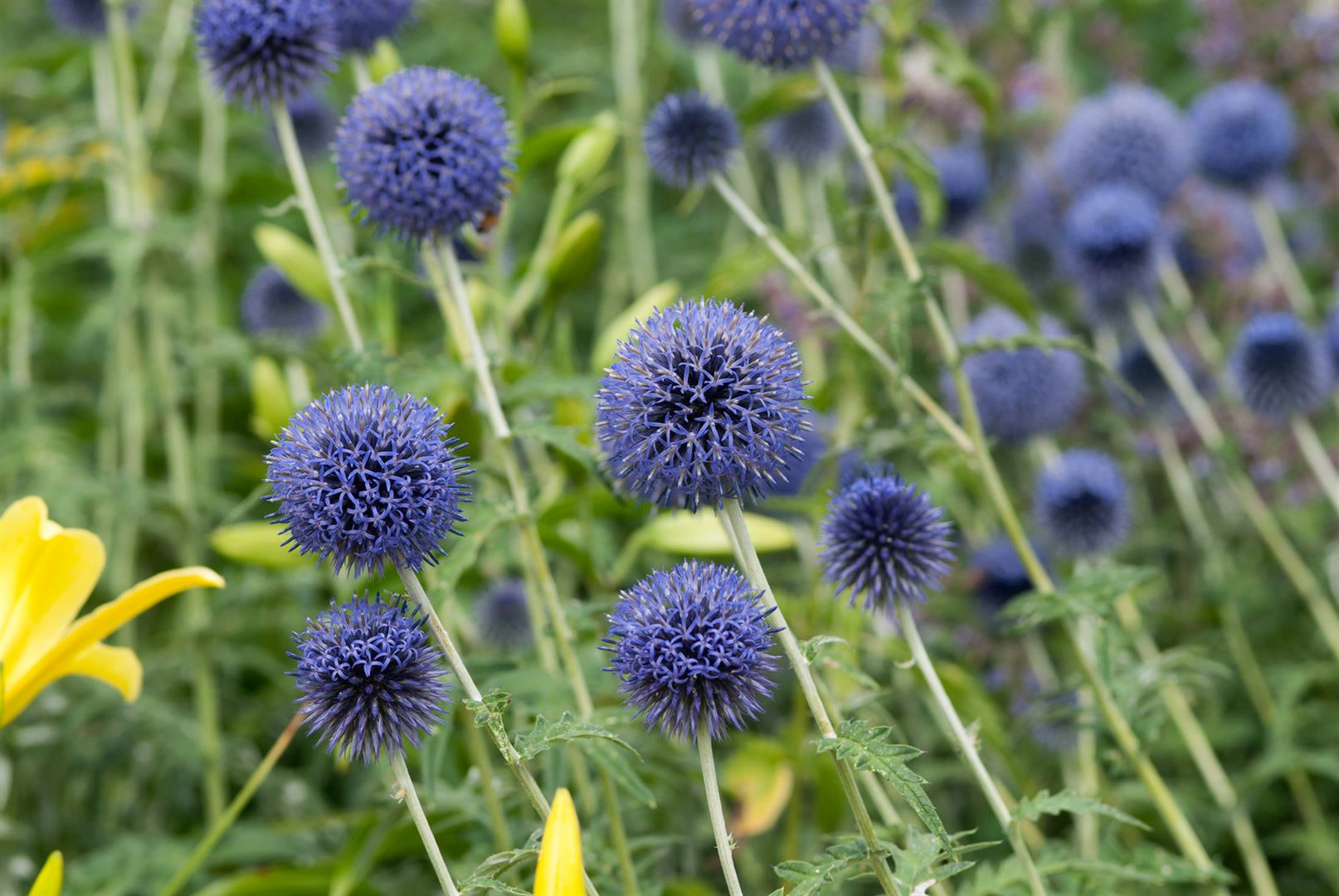 Echinops banaticus 'Blue Globe', Kugeldistel, blau, ca. 9x9 cm Topf - Bild 1
