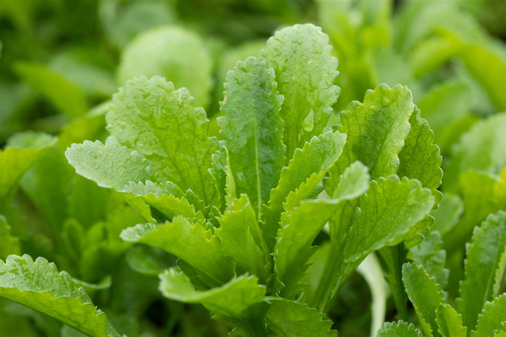 Echinops banaticus 'Taplow Blue', Kugeldistel, blau, ca. 9x9 cm Topf - Bild 1