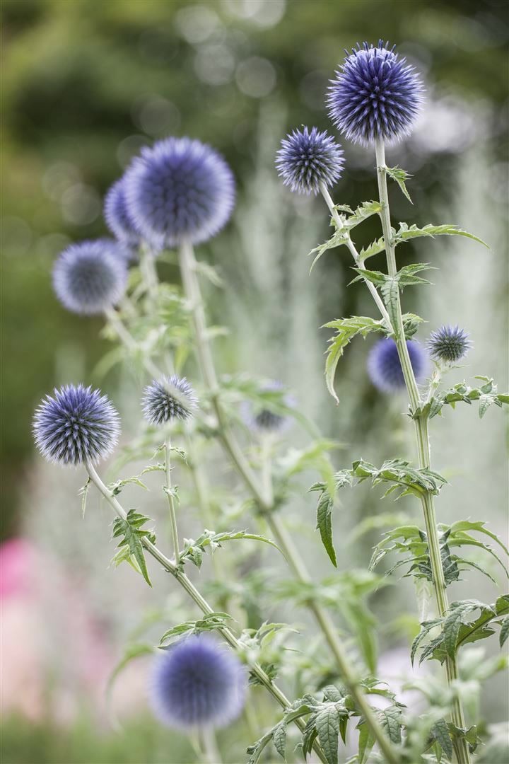 Echinops ritro, Kugeldistel, stahlblau, ca. 9x9 cm Topf - Bild 1