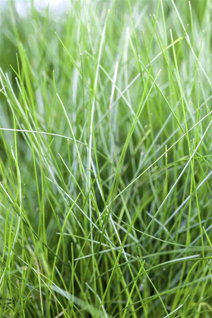 Eleocharis acicularis, Sumpf-Schachtelhalm, ca. 9x9 cm Topf - Bild 1