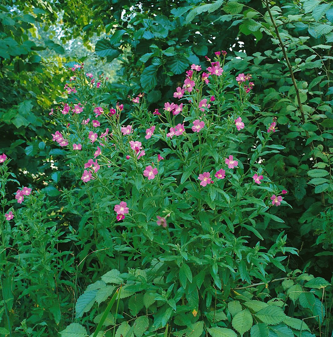 Epilobium hirsutum, Zottiges Weidenr&ouml;schen, ca. 9x9 cm Topf - Bild 1