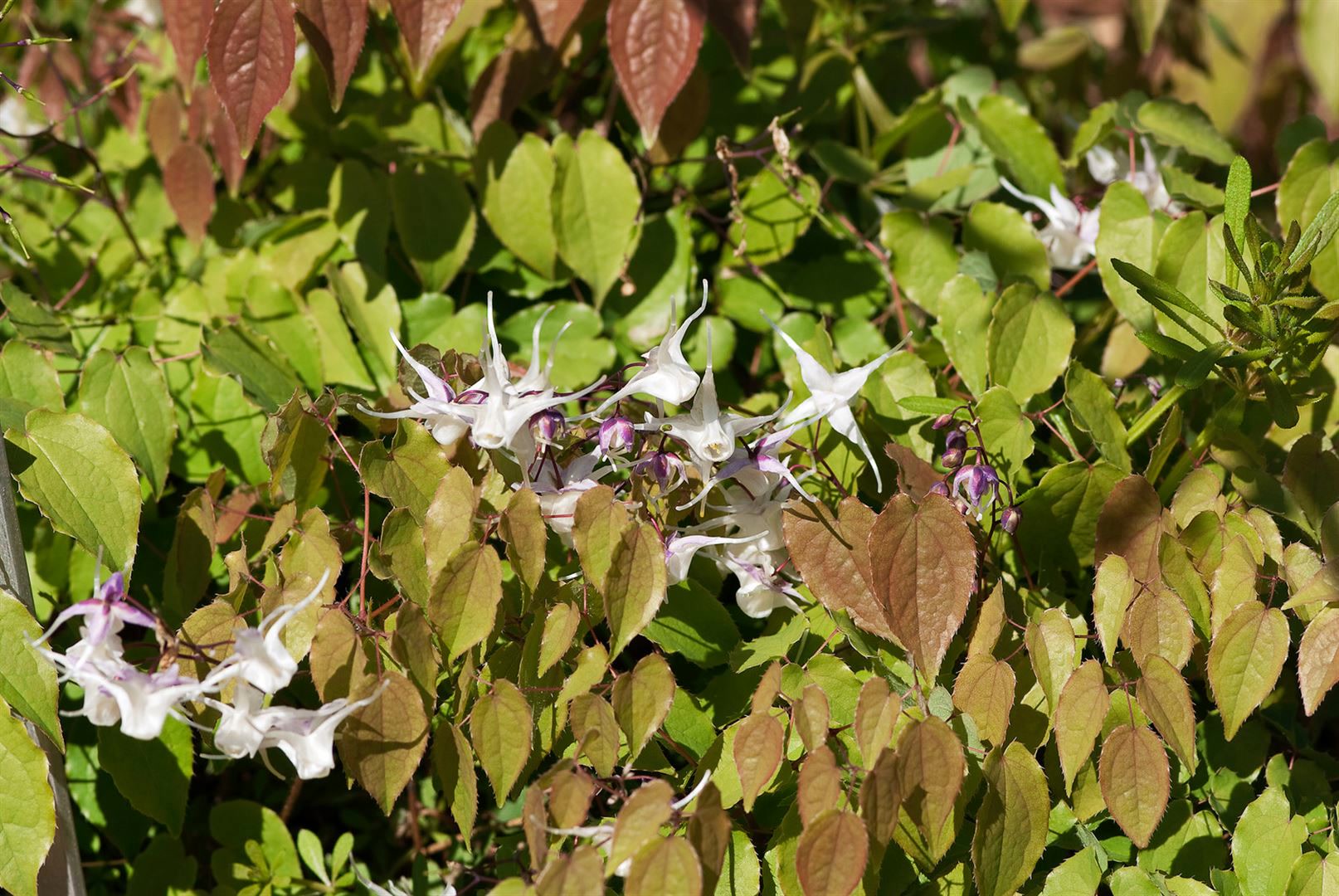 Epimedium grandiflorum 'Akebono', Elfenblume, rosa, ca. 9x9 cm Topf - Bild 1