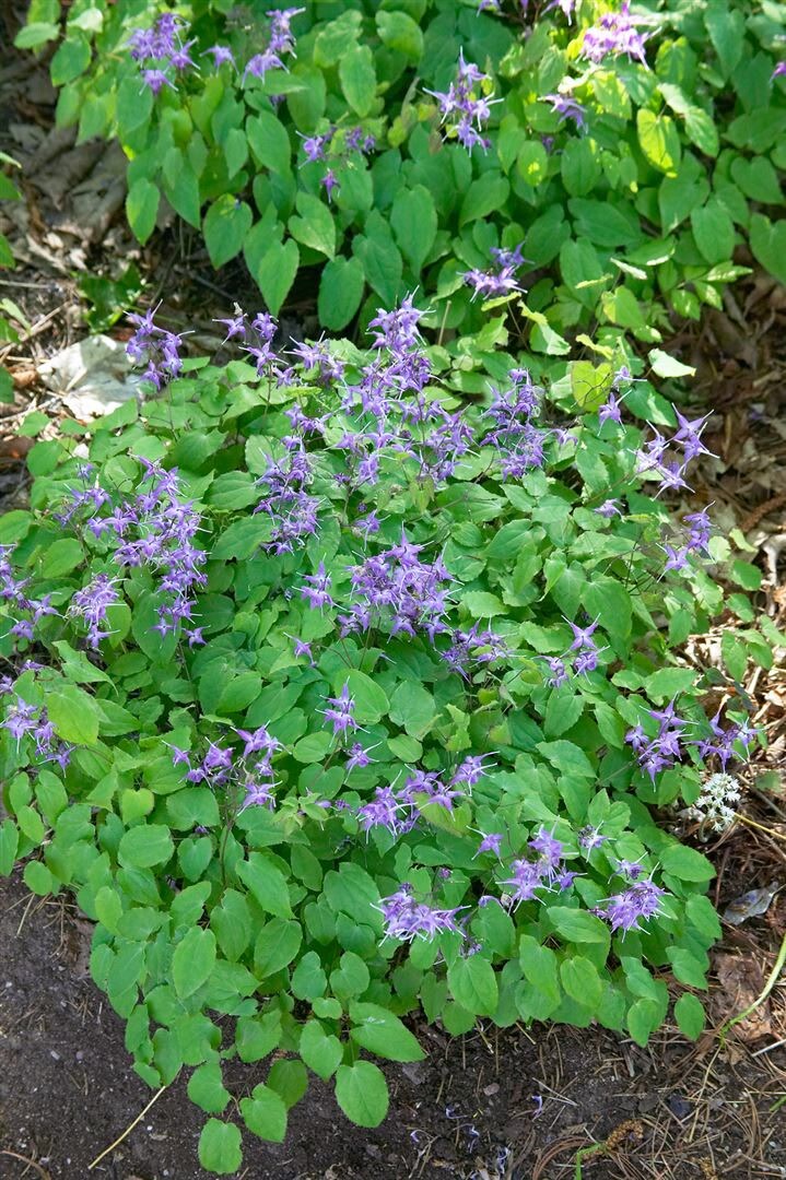 Epimedium grandiflorum ‚Rose Queen‘, Elfenblume, rosa, ca. 9×9 cm Topf | 04063654294535