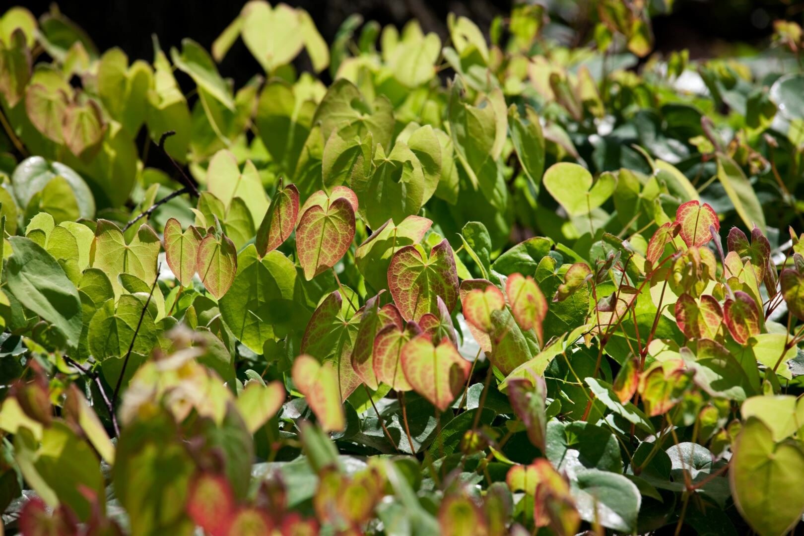 Epimedium x cult.’Amber Queen‘, Elfenblume, bernsteinfarben, ca. 9×9 cm Topf | 04063654294610