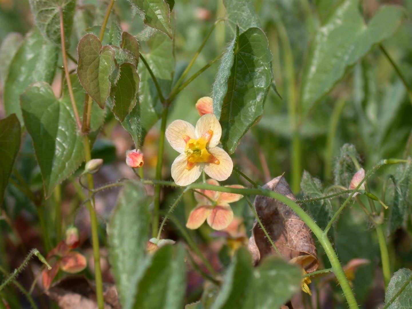 Epimedium x warleyense 'Orangek&ouml;nigin', Elfenblume, orange, ca. 9x9 cm Topf - Bild 1