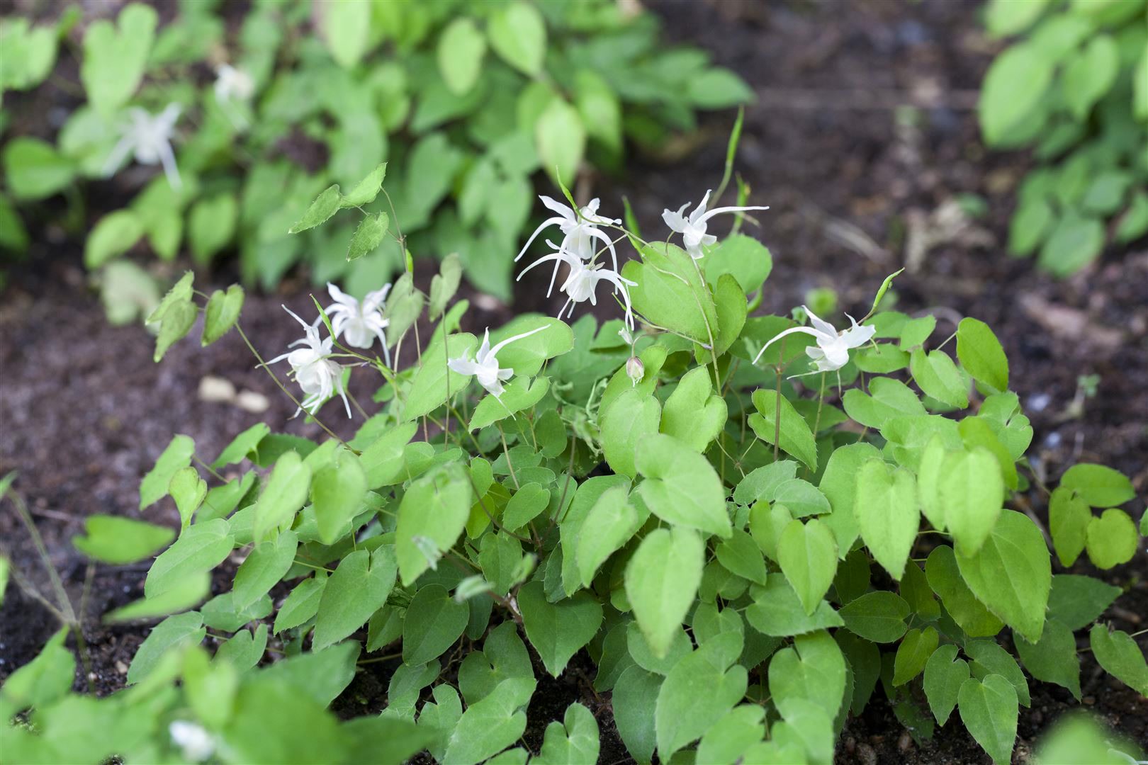 Epimedium x youngianum 'Niveum', Elfenblume, wei&szlig;, ca. 9x9 cm Topf - Bild 1