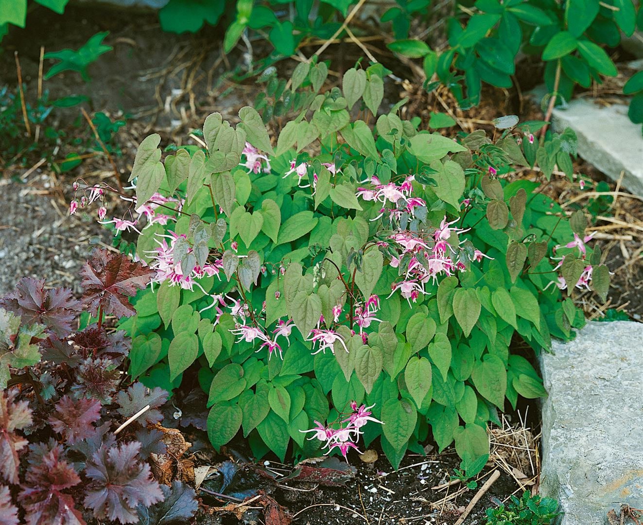 Epimedium x youngianum 'Roseum', Elfenblume, rosa, ca. 9x9 cm Topf - Bild 1