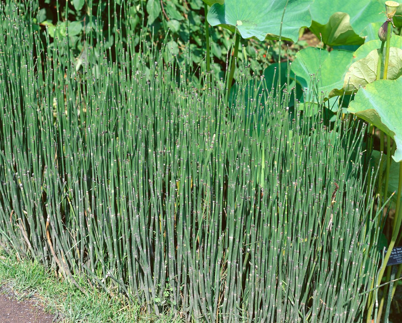Equisetum variegatum, Buntes Schachtelhalm, ca. 9x9 cm Topf - Bild 1