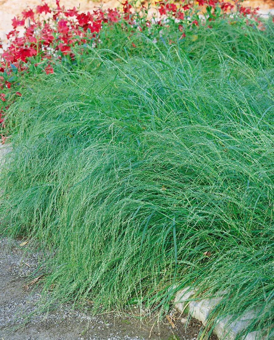 Eragrostis curvula, Liebesgras, ca. 9x9 cm Topf - Bild 1