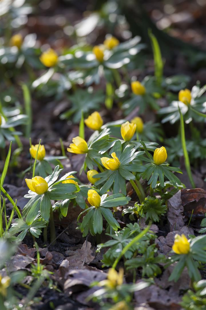Eranthis hyemalis, Winterling, gelb, ca. 9x9 cm Topf