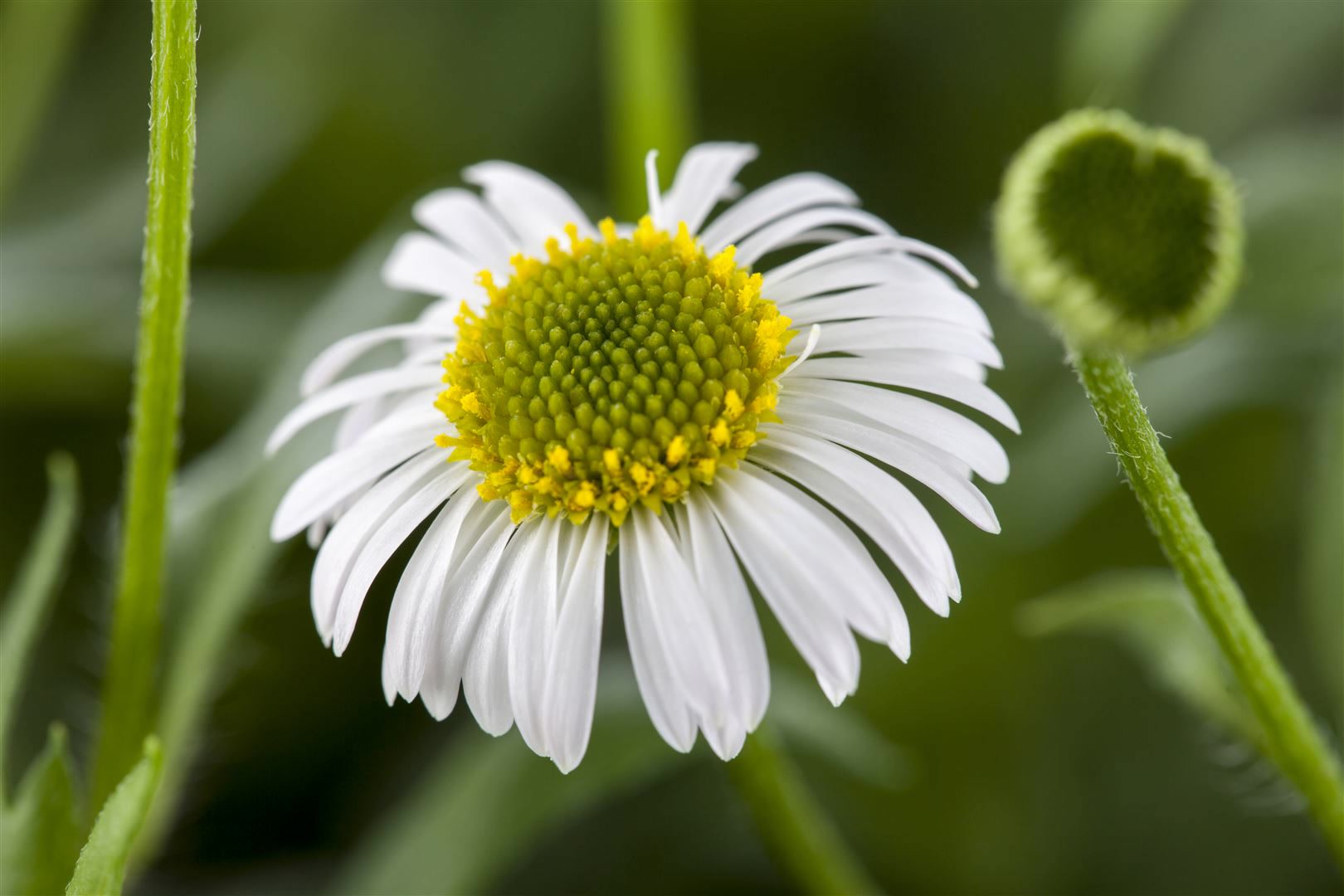 Erigeron karvinskianus, Spanisches G&auml;nsebl&uuml;mchen, ca. 9x9 cm Topf - Bild 1