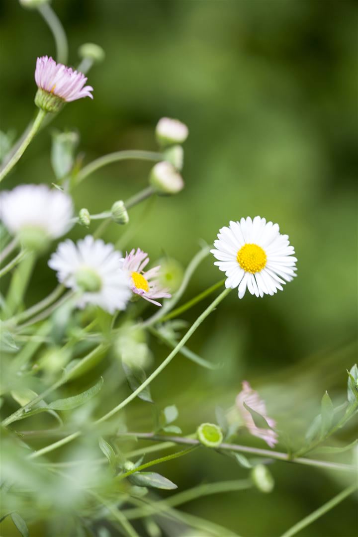 Erigeron karvinskianus 'Bl&uuml;tenmeer', Spanisches G&auml;nsebl&uuml;mchen, ca. 9x9 cm Topf - Bild 1