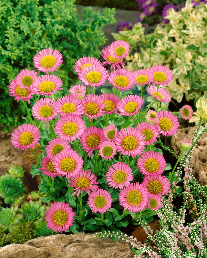 Erigeron x cult.'Karminstrahl', Feinstrahlaster, karminrot, ca. 9x9 cm Topf