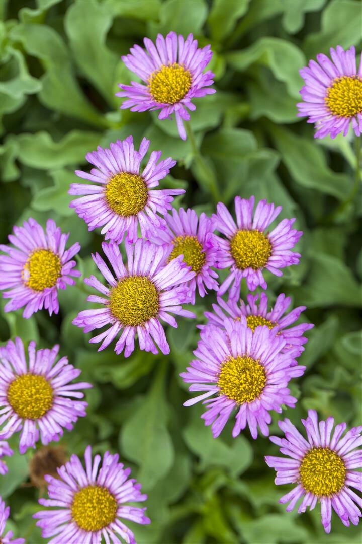 Erigeron speciosus ‚Rosa Juwel‘, Feinstrahl, rosa, ca. 9×9 cm Topf | 04063654294917