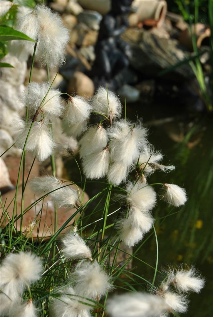 Eriophorum angustifolium, Wollgras, ca. 9x9 cm Topf - Bild 1