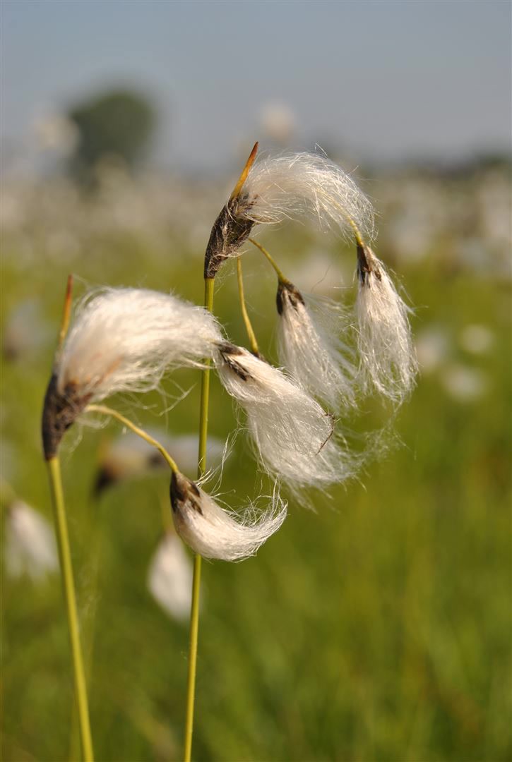 Eriophorum vaginatum, Wollgras, ca. 9x9 cm Topf - Bild 1