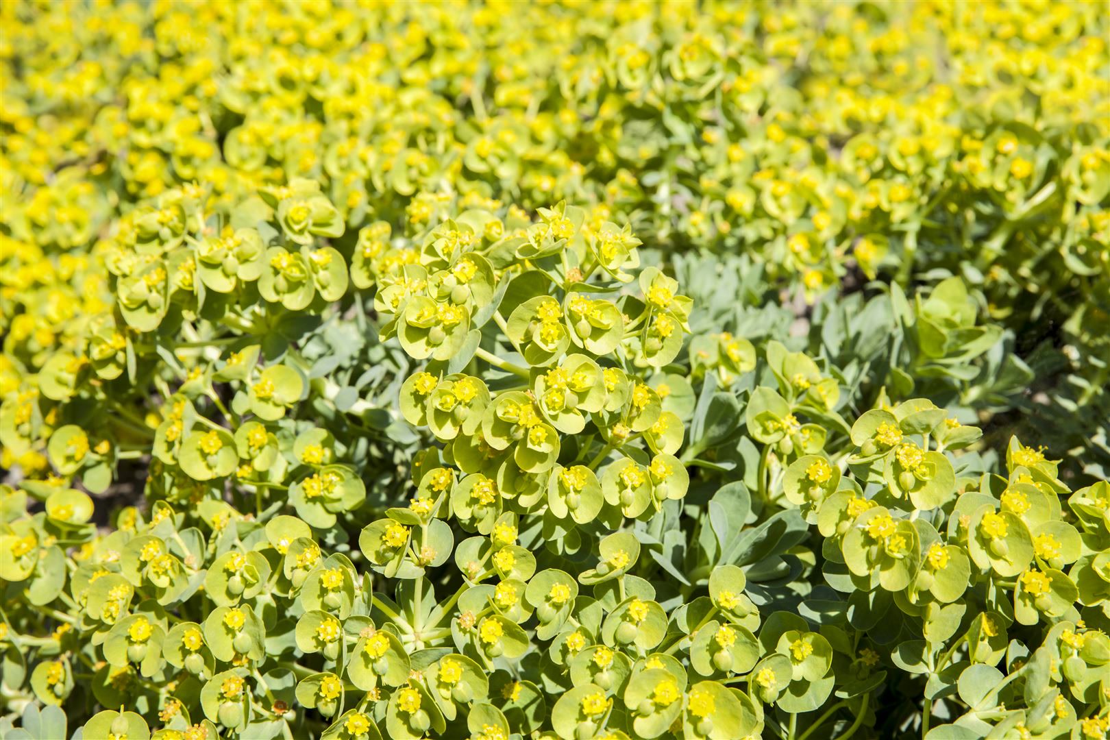 Eriophyllum lanatum, Wolliges Sonnenauge, gelb, ca. 9x9 cm Topf - Bild 1