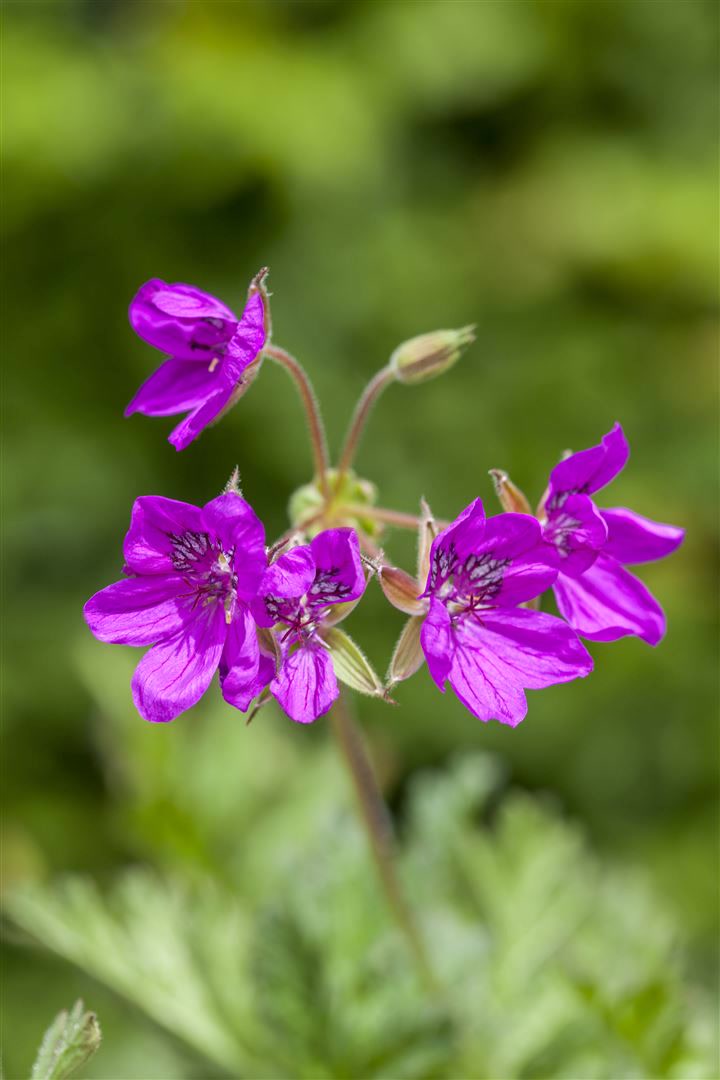 Erodium manescavii, Storchschnabel, rosa Bl&uuml;ten, ca. 9x9 cm Topf - Bild 1