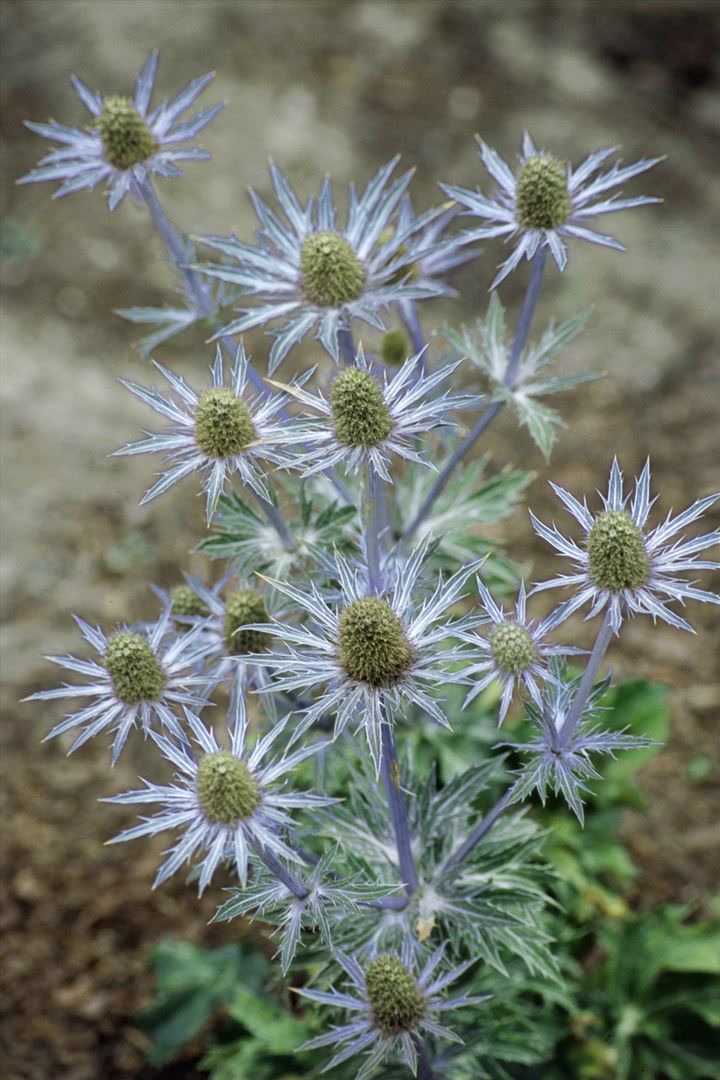 Eryngium planum, Flachblatt-Mannstreu, stahlblau, ca. 9x9 cm Topf - Bild 1