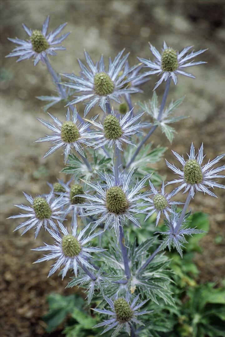 Eryngium planum, Flachblatt-Mannstreu, stahlblau, ca. 9×9 cm Topf | 04063654295075