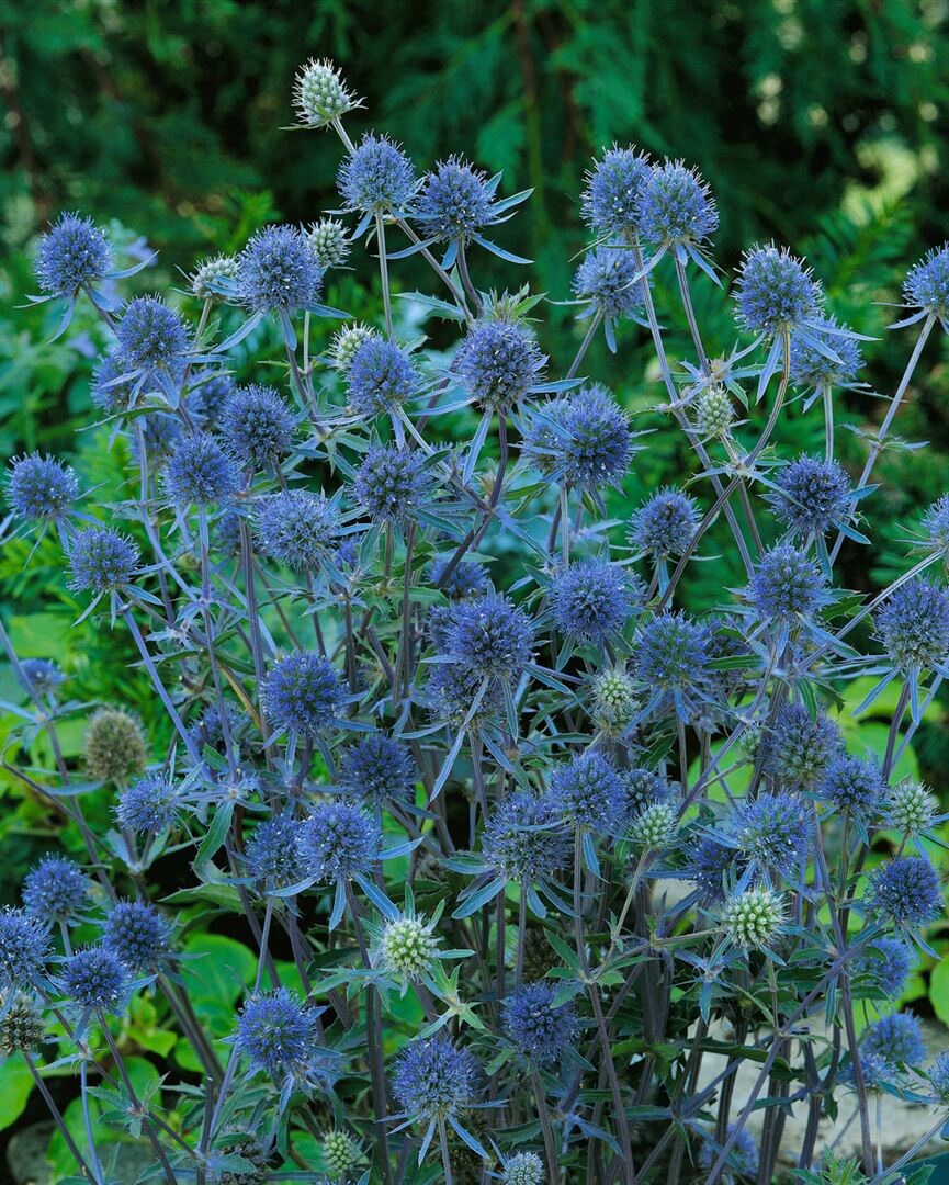 Eryngium planum ‚Blauer Zwerg‘, Edeldistel, stahlblau, ca. 9×9 cm Topf | 04063654295082