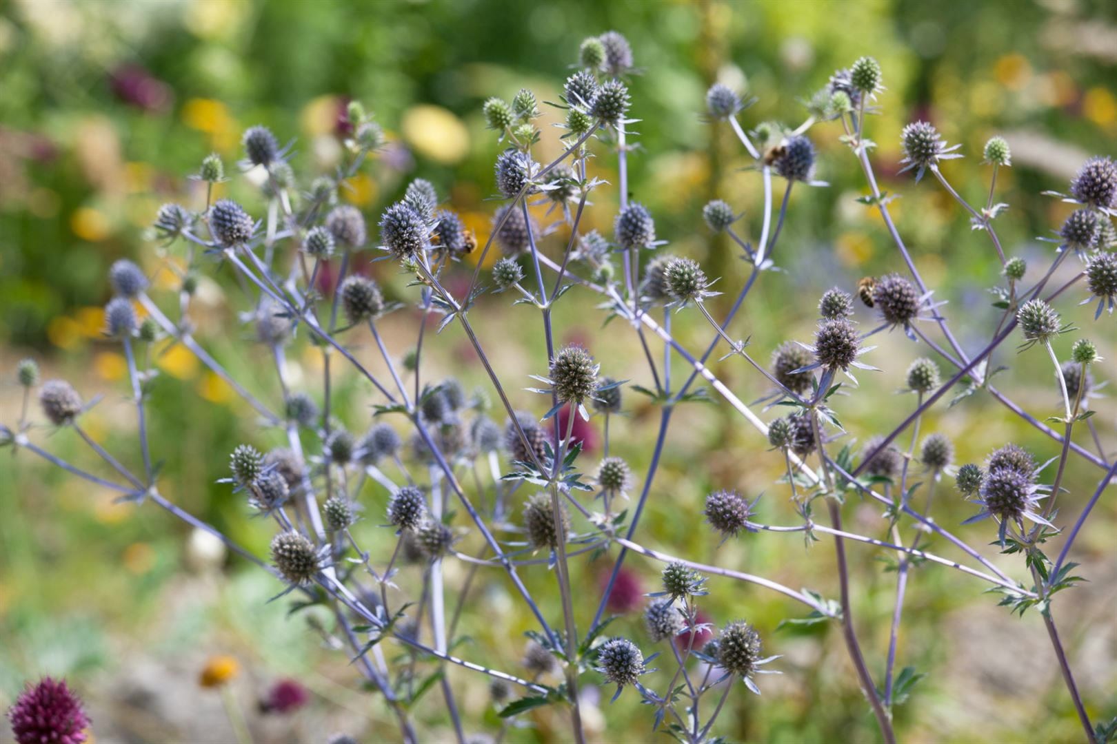 Eryngium planum 'Blaukappe', Edeldistel, stahlblau, ca. 9x9 cm Topf - Bild 1