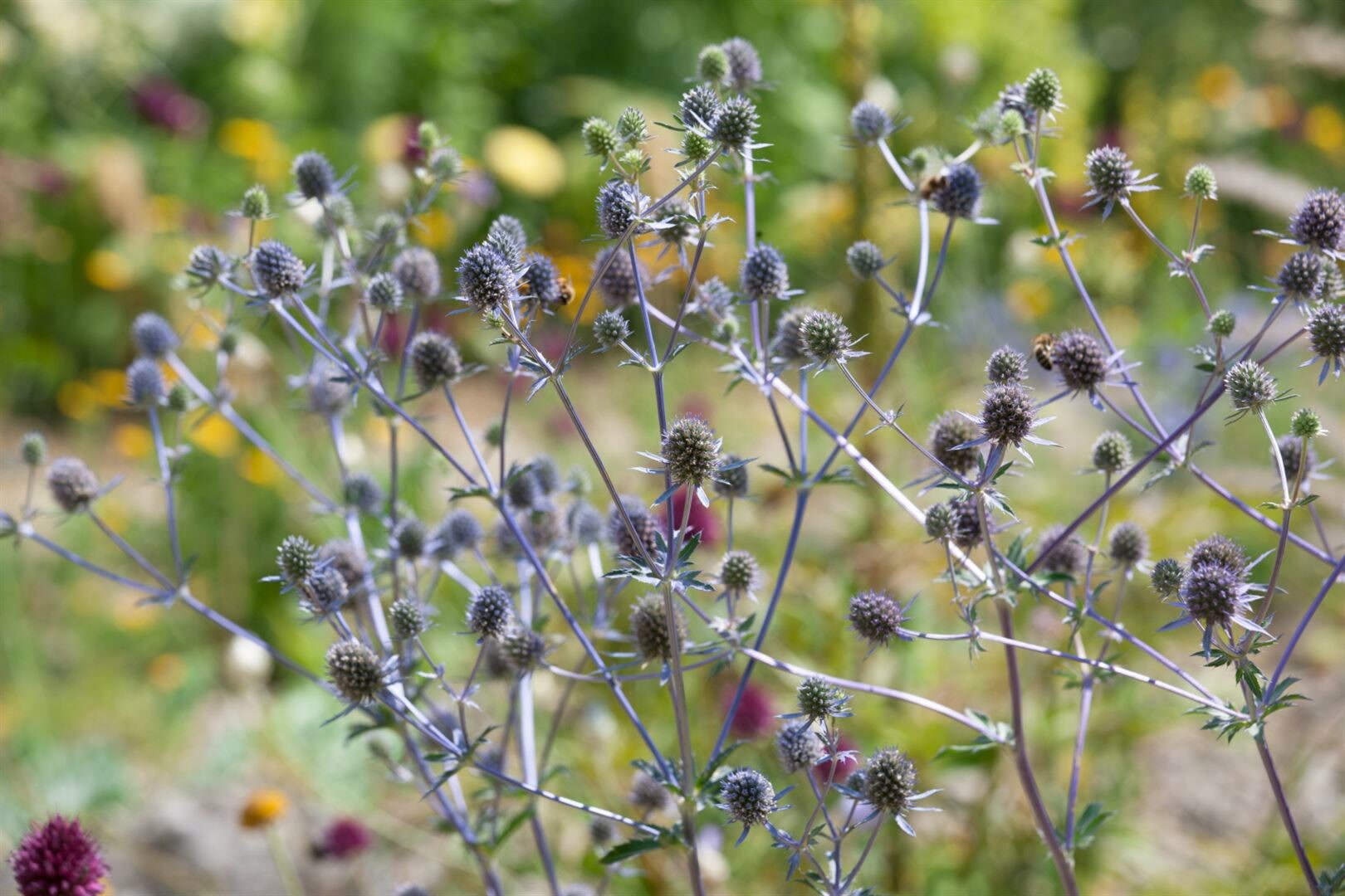 Eryngium planum ‚Blaukappe‘, Edeldistel, stahlblau, ca. 9×9 cm Topf | 04063654295099