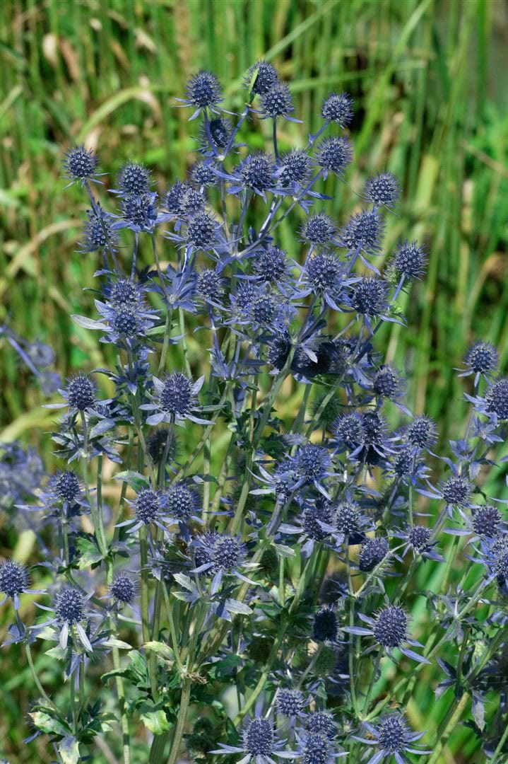 Eryngium planum 'Blue Hobbit', Edeldistel, stahlblau, ca. 9x9 cm Topf - Bild 1