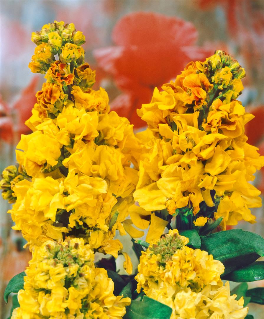 Erysimum cheiri 'Yellow Bird', Goldlack, gelb, ca. 9x9 cm Topf - Bild 1