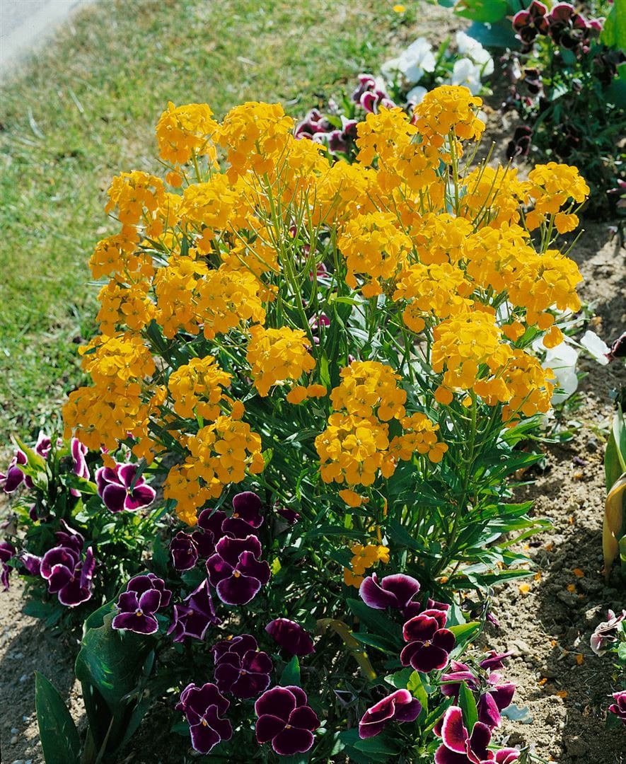 Erysimum x allionii, Goldlack, orange, ca. 9x9 cm Topf - Bild 1