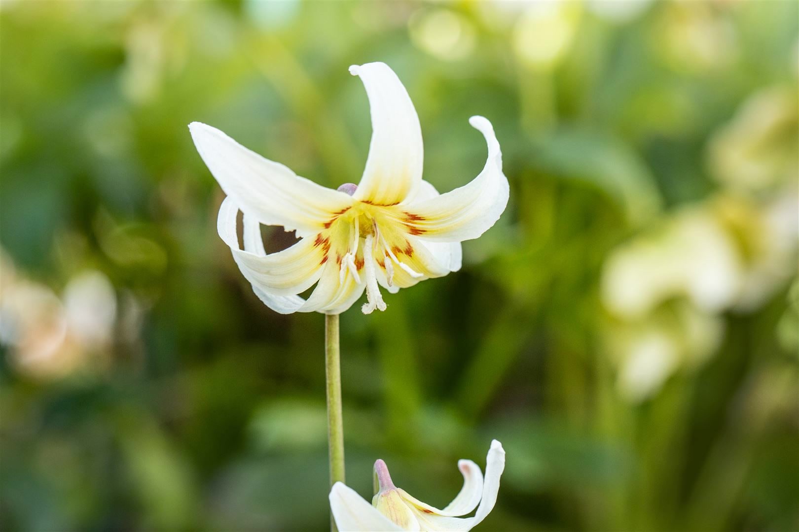 Erythronium tuolumnense 'White Beauty', Hundszahn, wei&szlig;, ca. 9x9 cm Topf - Bild 1