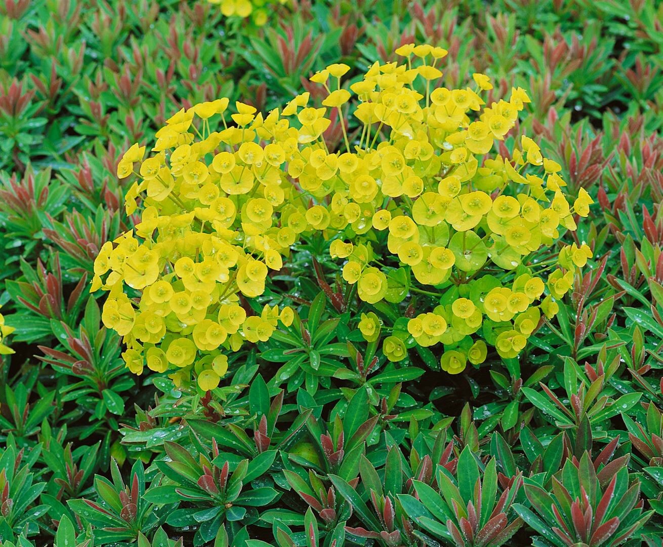 Euphorbia characias char.’Red Wing‘, Wolfsmilch, rot, ca. 9×9 cm Topf | 04063654295310