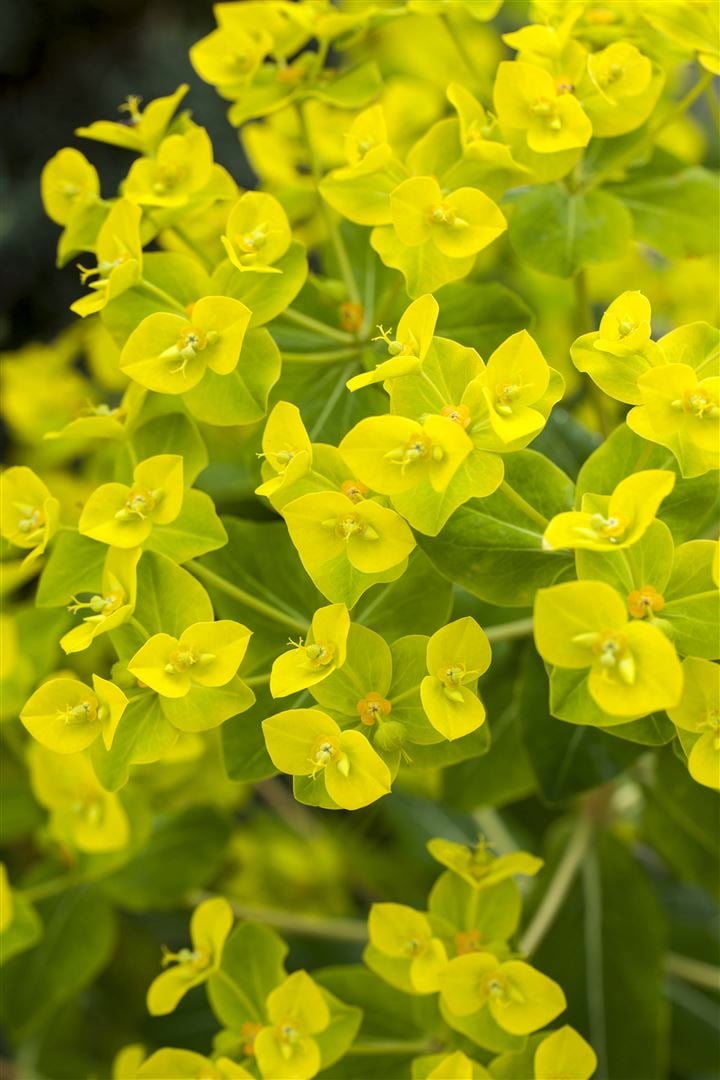 Euphorbia cornigera 'Goldener Turm', Wolfsmilch, ca. 9x9 cm Topf - Bild 1